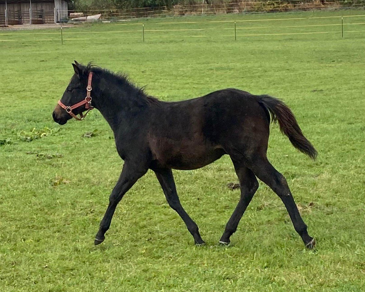 Pferd Lil Dunit Enterprise (Quarter Horse, 2024)