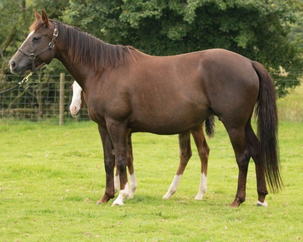 broodmare Good N Plenty Spark (Quarter Horse, 2012)