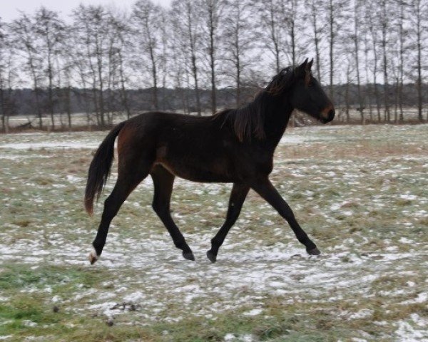 Pferd Kuno (Deutsches Sportpferd, 2023)