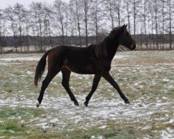 Pferd Kuno (Deutsches Sportpferd, 2023)