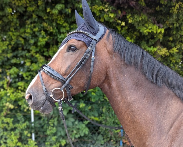 Springpferd Cameé 4 (Deutsches Sportpferd, 2019, von Quint)