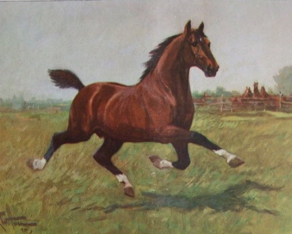 stallion Alary III (Hanoverian, 1913, from Aland)