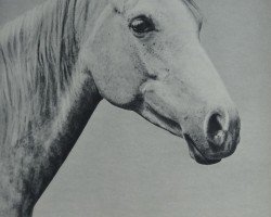 broodmare Dongola ox (Arabian, 1932, from Jasir 1925 EAO)