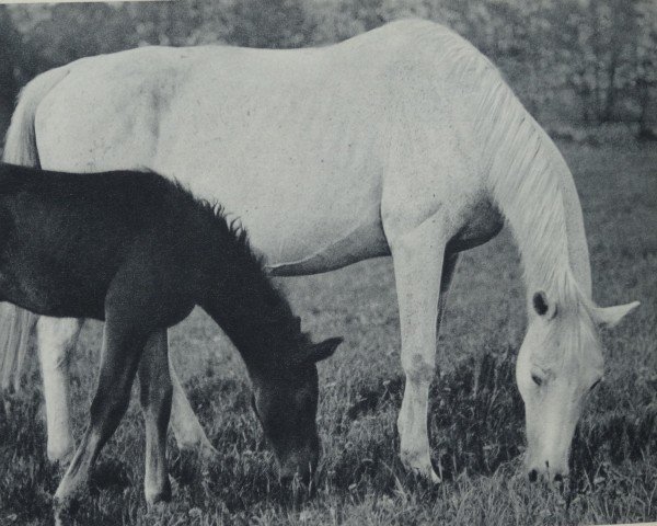 Zuchtstute Proportion (Trakehner, 1925, von Aladin (Trak))