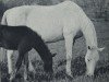 broodmare Proportion (Trakehner, 1925, from Aladin (Trak))