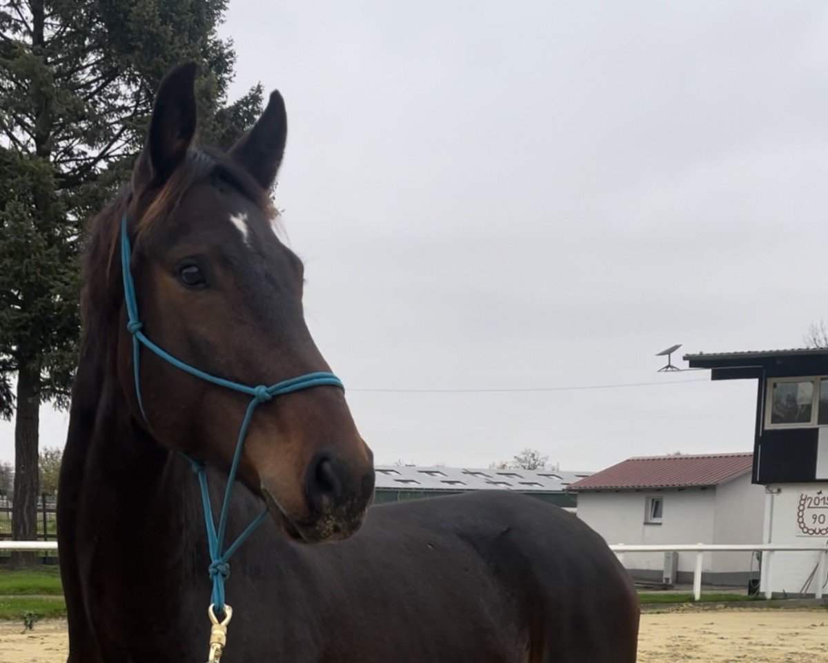 Pferd For your Dream (Hannoveraner, 2019, von For Romance I)