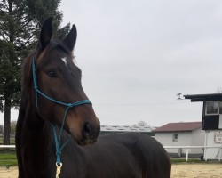 dressage horse For your Dream (Hanoverian, 2019, from For Romance I)