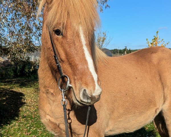 horse Baldur (Iceland Horse, 2019, from Flugfaxi vom Laekurhof)