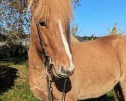 horse Baldur (Iceland Horse, 2019, from Flugfaxi vom Laekurhof)