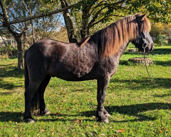 horse Skilir vom Laekurhof (Iceland Horse, 2019)