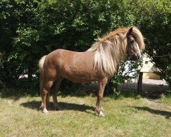 horse Gersemi vom Laekurhof (Iceland Horse, 2019)