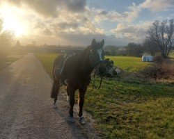 stallion Violino Primo (German Riding Pony, 2004, from Vulkan)