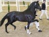 dressage horse Grey Tonic (Oldenburg, 2022, from Grey Flanell)
