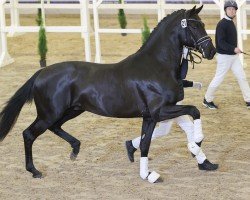 dressage horse Grey Tonic (Oldenburg, 2022, from Grey Flanell)