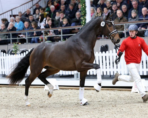 dressage horse Dynamite (Oldenburg, 2022, from Debutant PS)