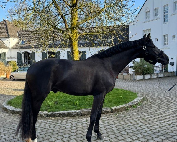 dressage horse Hengst von So Perfect / De Niro (Westphalian, 2021, from So Perfect)