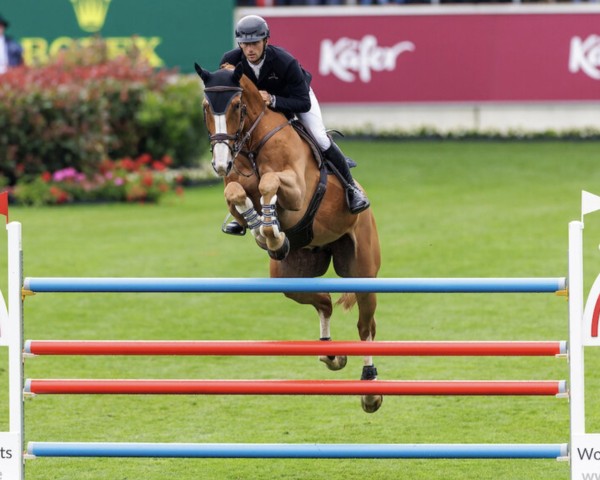 Springpferd Levi Noesar (KWPN (Niederländisches Warmblut), 2016, von Zirocco Blue)