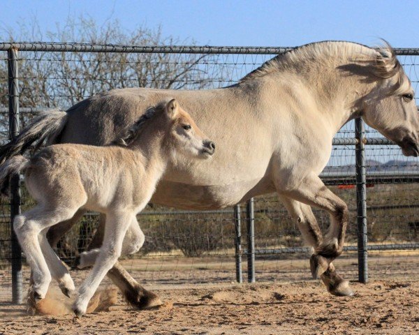 broodmare Seljeset Wendy (Fjord Horse, 2016, from Brijol)