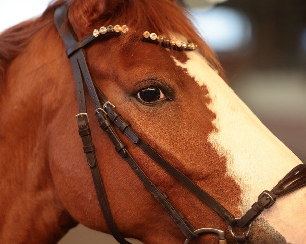 Springpferd O-Nakoma (Hannoveraner, 2020, von Ogano Sitte)