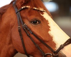 jumper O-Nakoma (Hanoverian, 2020, from Ogano Sitte)