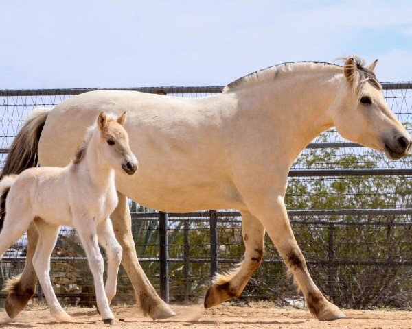 broodmare Sunnyside Myklav Lilje (Fjord Horse, 2017, from Lavrans)