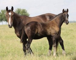 broodmare Lady Lou (German Warmblood,  , from Dijon)