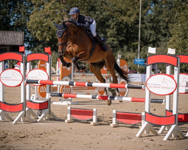 jumper Kalle S (Westphalian, 2018, from Karajan)