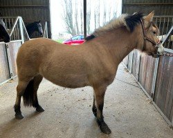 horse Kelli d'Huquinville (Fjord Horse, 2020, from Quorius d'Ober)