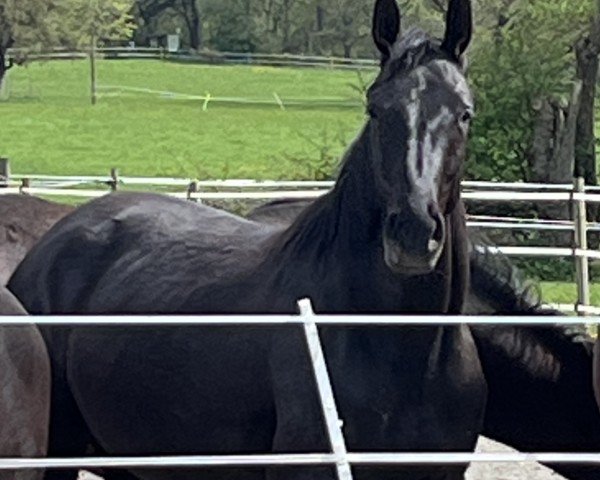 dressage horse Miss Moneypenny SZ (Hanoverian, 2022, from Morricone)