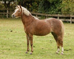 dressage horse Störtebekers Fee (unknown, 2014)