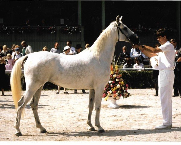 broodmare Daphne (Shagya Arabian, 1982, from Darimahn)