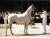 broodmare Daphne (Shagya Arabian, 1982, from Darimahn)