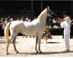 Zuchtstute Daphne (Shagya-Araber, 1982, von Darimahn)