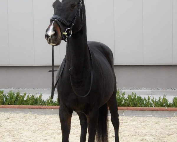 jumper Chadisia (German Sport Horse, 2012, from Coubertin 3)