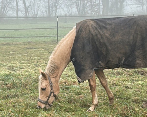 broodmare Candy Fee (German Riding Pony, 2020, from Top Champion)