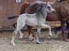 foal by Go Gazelle (German Riding Pony, 2024, from Golden Grey NRW)