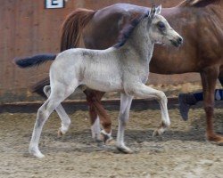 foal by Go Gazelle (German Riding Pony, 2024, from Golden Grey NRW)