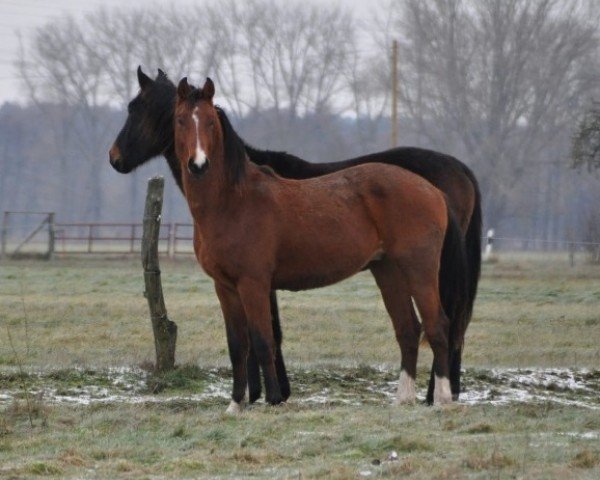 horse Bruno (German Sport Horse, 2023)