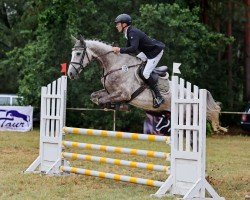 jumper Vinchano K (German Sport Horse, 2020, from Vingino)