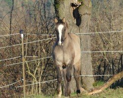 Pferd Max Silver Dun It (Quarter Horse, 2024)