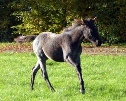 Pferd Peppy Knight O Lena (Quarter Horse, 2024)