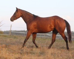 Pferd MS Honeymoon (Quarter Horse, 2022)