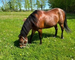 Pferd Buenas Holly Dunit (Quarter Horse, 2015)