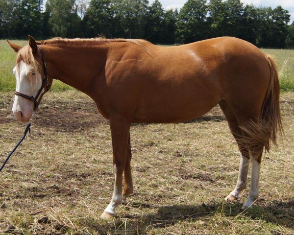 horse NW Miss Pretty Woman (Quarter Horse, 2022)