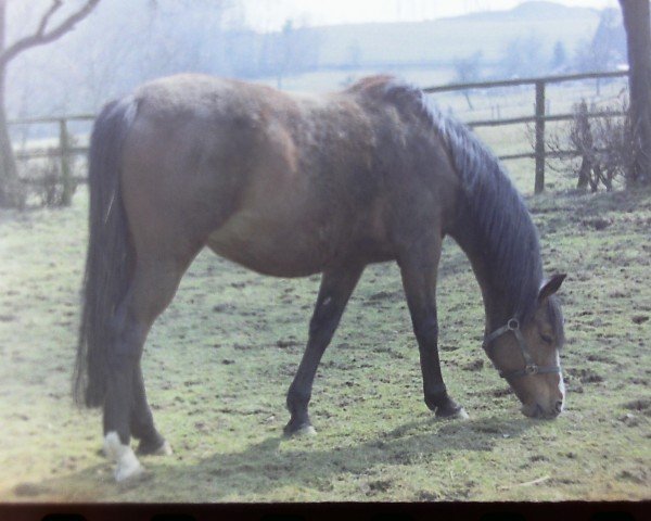 Zuchtstute Thank You (Irish Sport Horse, 1984, von I'm a Star xx)