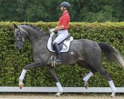 dressage horse Bon Rose (Hanoverian, 2020, from Bon Courage 4)