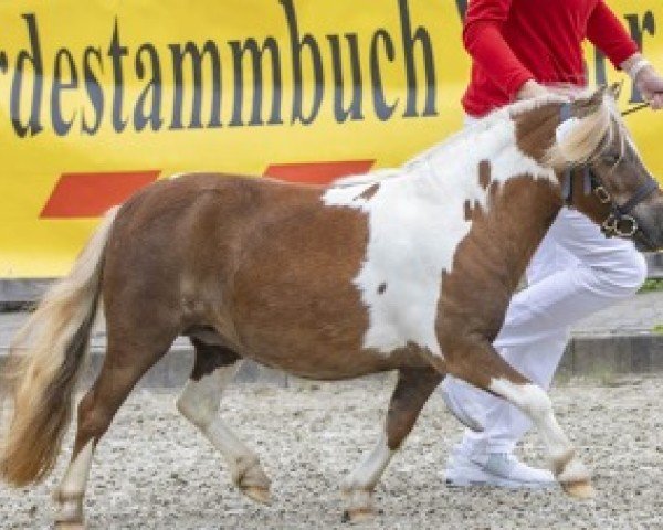 Zuchtstute Niederbroks Rubina (Shetland Pony (unter 87 cm), 2021, von Hummer van Stal Polderzicht)