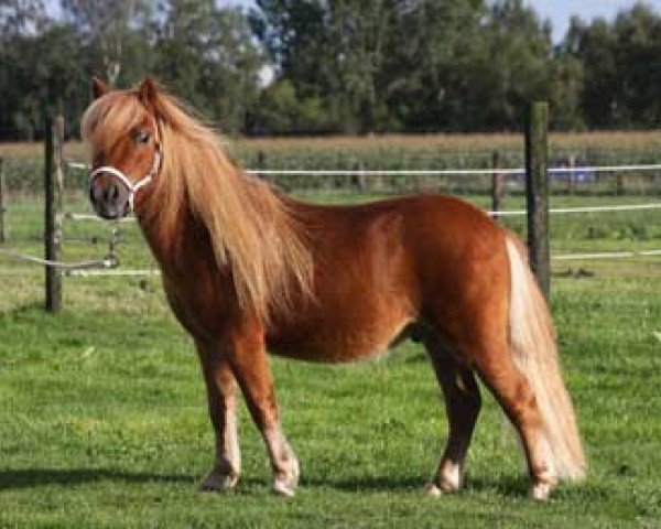 horse Brent van de Groenkamp (Shetland Pony, 2008, from Tomahawk van Stal Buck's Hoeve)