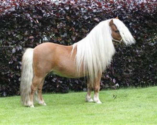 Deckhengst Tomahawk van Stal Buck's Hoeve (Shetland Pony, 2003, von Larsto v.d.Berkenhoeve)