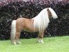 stallion Tomahawk van Stal Buck's Hoeve (Shetland Pony, 2003, from Larsto v.d.Berkenhoeve)